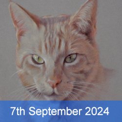Pet Portraits In Coloured...